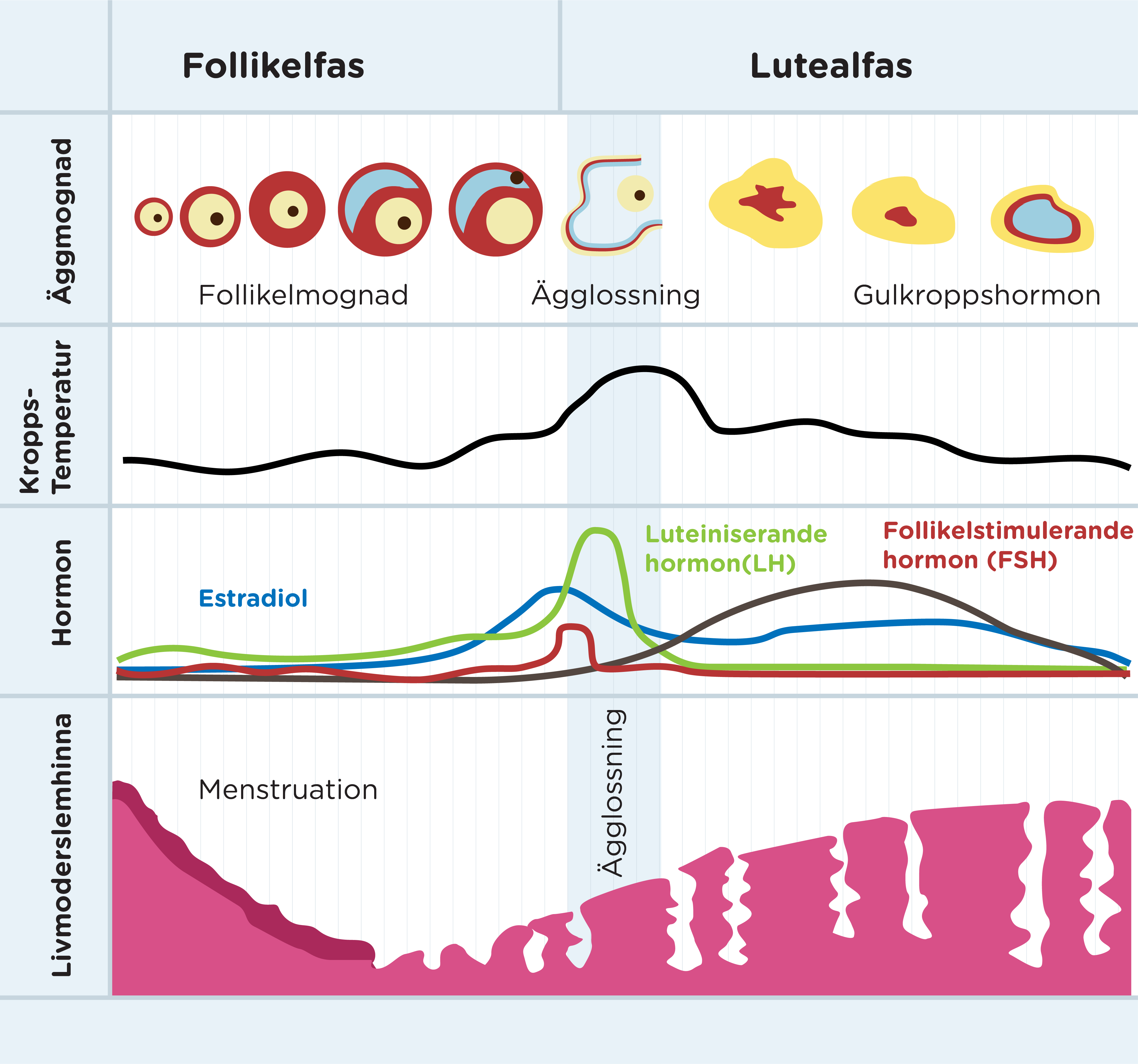 Menscykeln_Diagram-SV.png